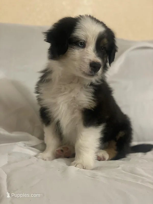 Hank – Border Collie, Miniature Australian Shepherd puppy on hold in Brownwood, TX