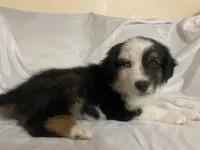 Hank, a male Border Collie and Miniature Australian Shepherd for sale in Brownwood, TX – Photo 8 of 8