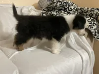 Hank, a male Border Collie and Miniature Australian Shepherd for sale in Brownwood, TX – Photo 4 of 8