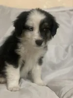 Hank, a male Border Collie and Miniature Australian Shepherd for sale in Brownwood, TX – Photo 5 of 8