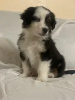 Hank, a male Border Collie and Miniature Australian Shepherd for sale in Brownwood, TX – Photo 6 of 8