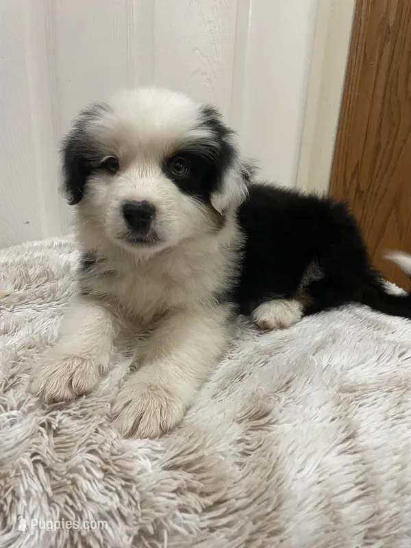 Panda – Border Collie, Miniature Australian Shepherd puppy on hold in Brownwood, TX