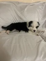 Panda, a male Border Collie and Miniature Australian Shepherd for sale in Brownwood, TX – Photo 8 of 8