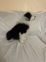 Panda, a male Border Collie and Miniature Australian Shepherd for sale in Brownwood, TX – Photo 6 of 8