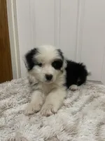 Panda, a male Border Collie and Miniature Australian Shepherd for sale in Brownwood, TX – Photo 5 of 8