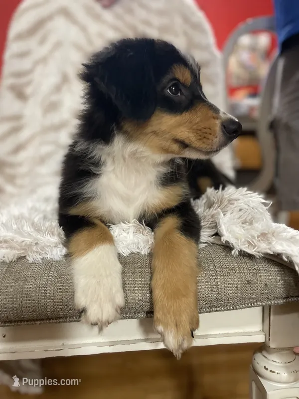 Blaze – Border Collie, Miniature Australian Shepherd puppy for sale in Brownwood, TX