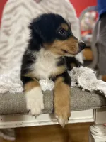 Blaze, a male Border Collie and Miniature Australian Shepherd for sale in Brownwood, TX – 1 of 7