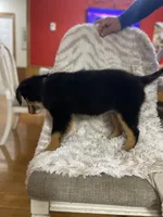 Blaze, a male Border Collie and Miniature Australian Shepherd for sale in Brownwood, TX – 6 of 7