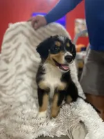 Blaze, a male Border Collie and Miniature Australian Shepherd for sale in Brownwood, TX – 2 of 7