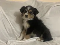 Cowboy, a male Border Collie and Miniature Australian Shepherd for sale in Brownwood, TX – Photo 2 of 10