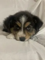 Cowboy, a male Border Collie and Miniature Australian Shepherd for sale in Brownwood, TX – Photo 4 of 10