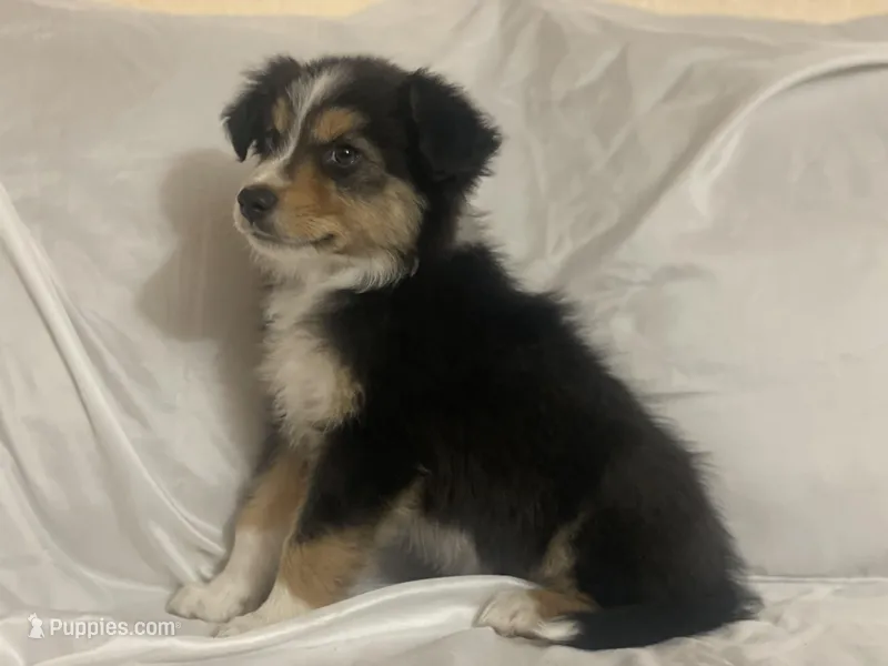 Cowboy – Border Collie, Miniature Australian Shepherd puppy for sale in Brownwood, TX