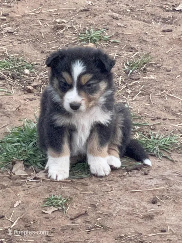 Cowboy – Border Collie, Miniature Australian Shepherd puppy on hold in Brownwood, TX