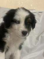 Hank, a male Border Collie and Miniature Australian Shepherd for sale in Brownwood, TX – Photo 4 of 8