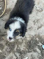 Hank, a male Border Collie and Miniature Australian Shepherd for sale in Brownwood, TX – Photo 6 of 8