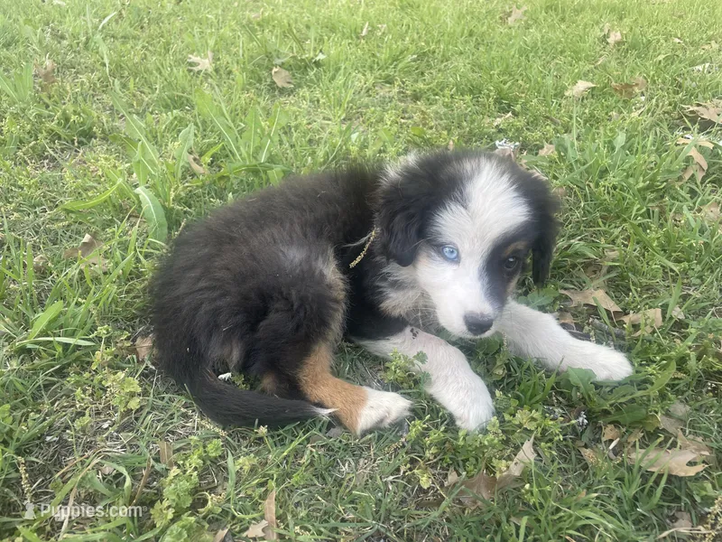 Hank – Border Collie, Miniature Australian Shepherd puppy for sale in Brownwood, TX