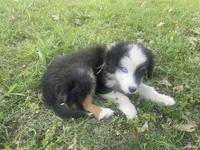 Hank, a male Border Collie and Miniature Australian Shepherd for sale in Brownwood, TX – Photo 1 of 8