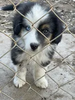 Hank, a male Border Collie and Miniature Australian Shepherd for sale in Brownwood, TX – Photo 7 of 8
