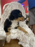 Blaze, a male Border Collie and Miniature Australian Shepherd for sale in Brownwood, TX – 5 of 7