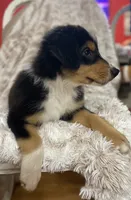 Blaze, a male Border Collie and Miniature Australian Shepherd for sale in Brownwood, TX – 3 of 7