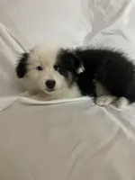 Diamond , a female Border Collie and Miniature Australian Shepherd for sale in Brownwood, TX – Photo 9 of 10