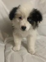 Diamond , a female Border Collie and Miniature Australian Shepherd for sale in Brownwood, TX – Photo 1 of 10