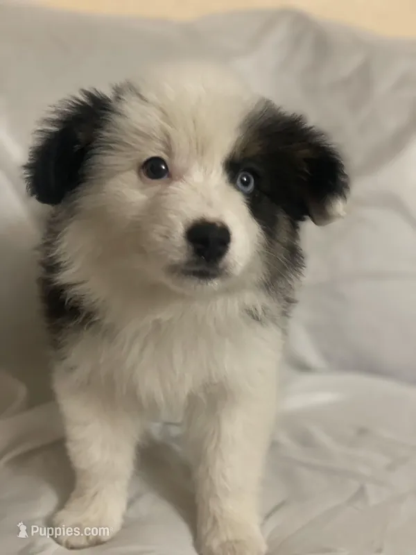 Diamond  – Border Collie, Miniature Australian Shepherd puppy for sale in Brownwood, TX