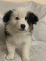 Diamond , a female Border Collie and Miniature Australian Shepherd for sale in Brownwood, TX – Photo 5 of 10