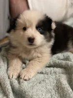 Diamond , a female Border Collie and Miniature Australian Shepherd for sale in Brownwood, TX – Photo 7 of 10
