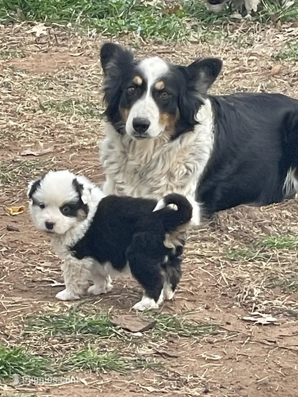 Diamond  – Border Collie, Miniature Australian Shepherd puppy for sale in Brownwood, TX