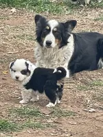 Diamond , a female Border Collie and Miniature Australian Shepherd for sale in Brownwood, TX – Photo 2 of 10