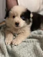 Diamond , a female Border Collie and Miniature Australian Shepherd for sale in Brownwood, TX – Photo 3 of 10