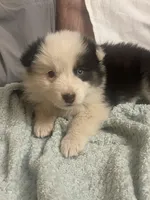 Diamond , a female Border Collie and Miniature Australian Shepherd for sale in Brownwood, TX – Photo 10 of 10