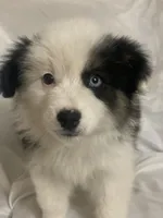 Diamond , a female Border Collie and Miniature Australian Shepherd for sale in Brownwood, TX – Photo 4 of 10