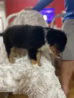Blaze, a male Border Collie and Miniature Australian Shepherd for sale in Brownwood, TX – 7 of 7