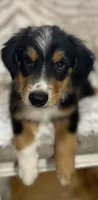 Blaze, a male Border Collie and Miniature Australian Shepherd for sale in Brownwood, TX – 4 of 7