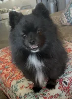 No name Boy 2, a male Pomeranian for sale in Crystal River, FL – Photo 7 of 7