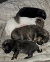 No name Boy 2, a male Pomeranian for sale in Crystal River, FL – Photo 5 of 7