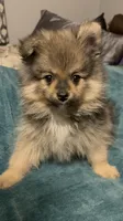 No name Boy 2, a male Pomeranian for sale in Crystal River, FL – Photo 1 of 7