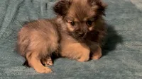 No name Girl, a female Pomeranian for sale in Crystal River, FL – Photo 2 of 7