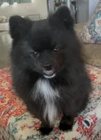 No name Boy 1, a male Pomeranian for sale in Crystal River, FL – Photo 9 of 9