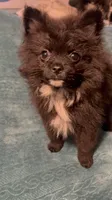 No name Boy 1, a male Pomeranian for sale in Crystal River, FL – Photo 4 of 9