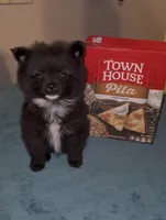 No name Boy 1, a male Pomeranian for sale in Crystal River, FL – Photo 1 of 9