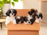 Puppy , a female Shih Tzu for sale in San Antonio, TX – 2 of 2