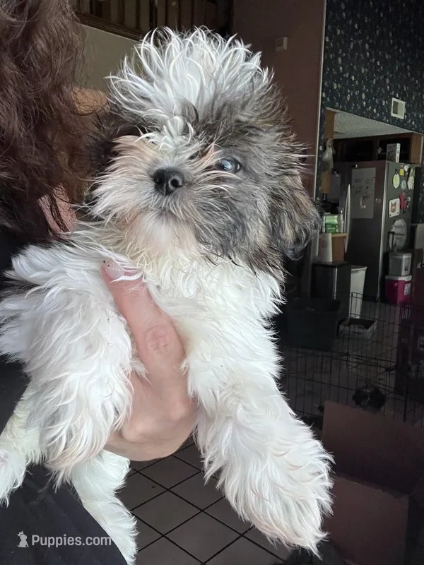 Puppy  – Shih Tzu puppy for sale in San Antonio, TX