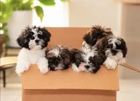 Puppy , a female Shih Tzu for sale in San Antonio, TX – 3 of 3