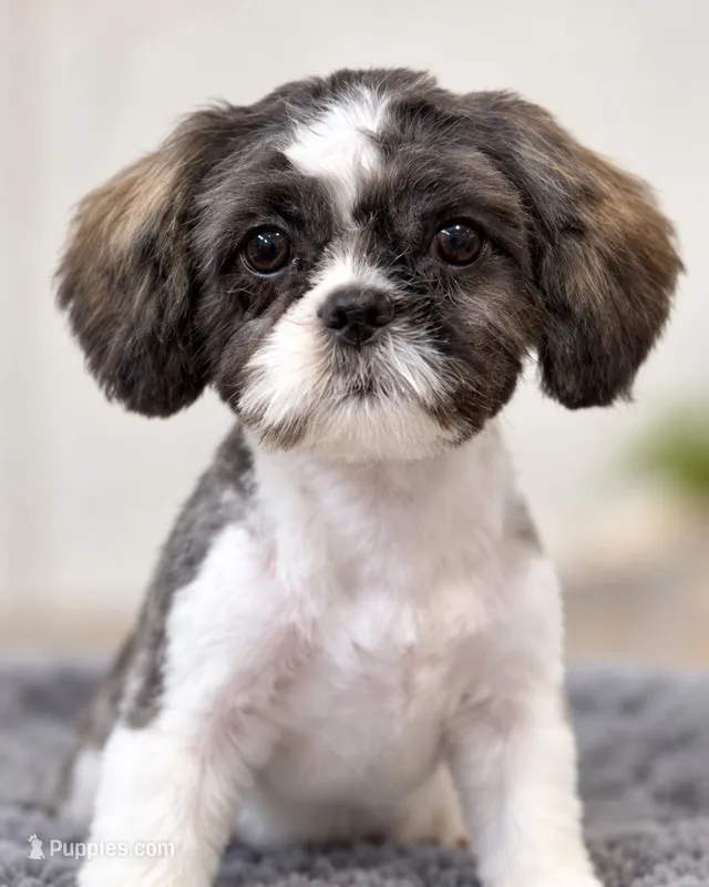 Puppy  – Shih Tzu puppy for sale in San Antonio, TX