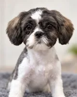 Puppy , a female Shih Tzu for sale in San Antonio, TX – 1 of 3
