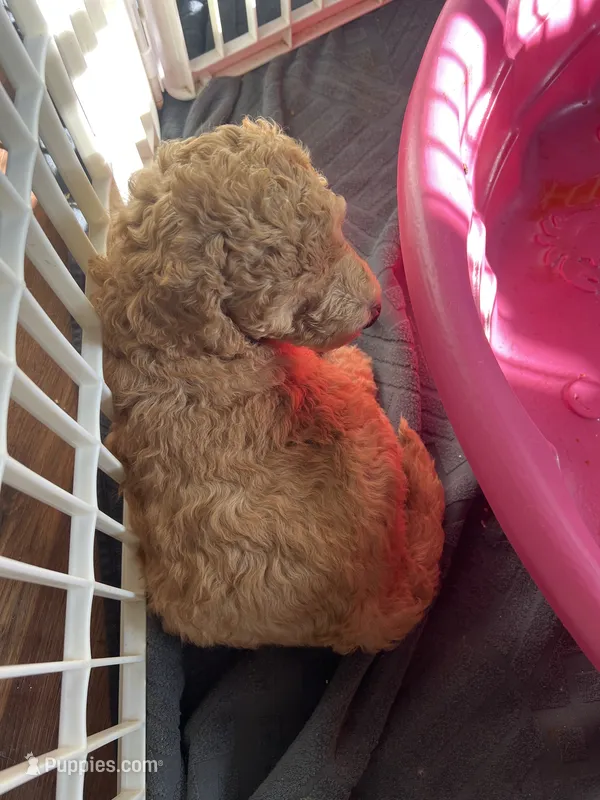 Luke – Poodle - Standard  puppy for sale in Mount Pleasant, IA