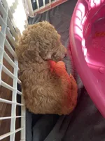 Luke, a male Poodle - Standard  for sale in Mount Pleasant, IA – 1 of 2